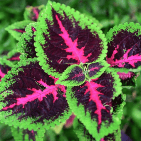 Como Cuidar de Coleus?